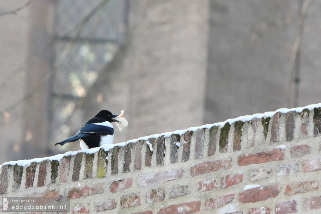 2010-12-03 Sneeuw, Deventer 009